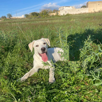 Emily, cucciola incrocio labrador in adozione