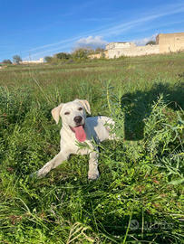 Emily, cucciola incrocio labrador in adozione