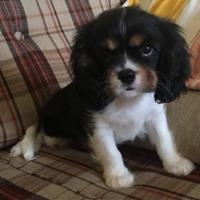 Cavalier king cuccioli