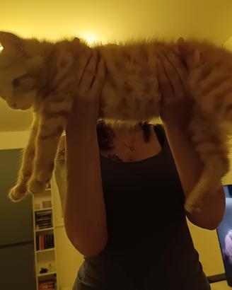cucciolo Maine coon ,Red tabby ticked