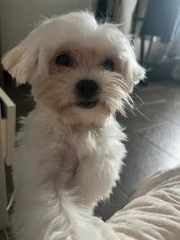 Accoppiamento Maltese