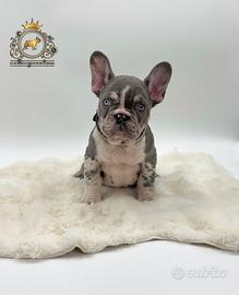 Esclusivo bulldog francese Lilac merle