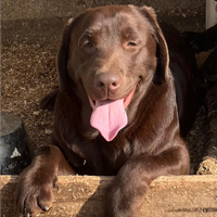 Cuccioli di labrador retriever puro chocolate