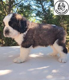 San bernardo cuccioli con pedigree
