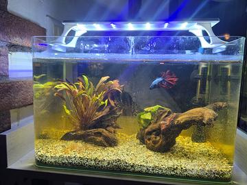 acquario