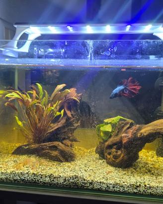acquario