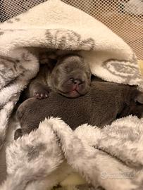 Cuccioli bulldog francese