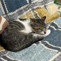 Sorelline di gatti