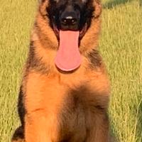 Cucciolo Pastore Tedesco Alta Genealogia Pedigree