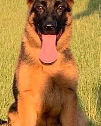 Cucciolo Pastore Tedesco Alta Genealogia Pedigree