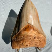 Denti fossili di Megalodonte