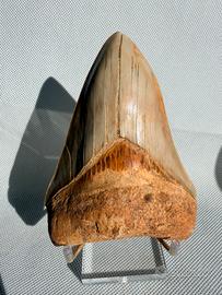 Denti fossili di Megalodonte