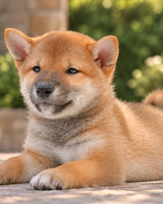 Shiba Inu