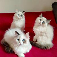 Cuccioli Ragdoll
