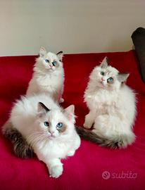 Cuccioli Ragdoll