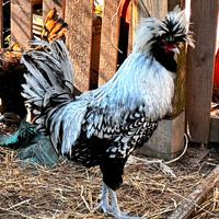Gallo Padovano Argentato Orlato