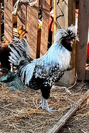 Gallo Padovano Argentato Orlato