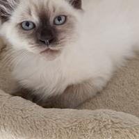 Ultimo cucciolo pura razza gatto siberiano