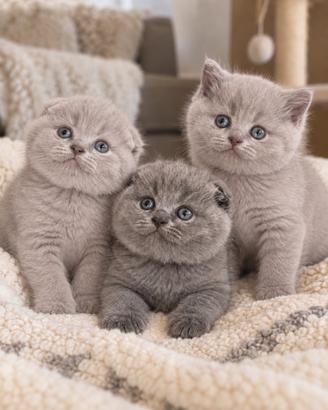 Scottish Fold