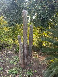 Piante grasse