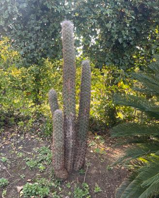 Piante grasse