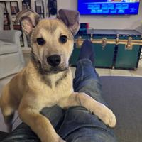 Cucciolo di 4 mesi taglia medio grande