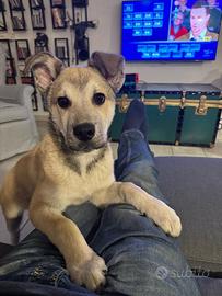 Cucciolo di 4 mesi taglia medio grande