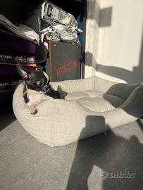Cucciolo chihuahua bianco nero mini