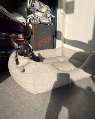 Cucciolo chihuahua bianco nero mini