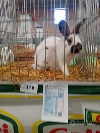 Coniglio razza pezzata tricolore