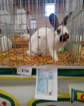 Coniglio razza pezzata tricolore