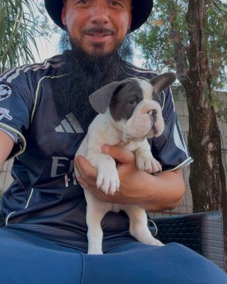 Cucciolo bulldog francese blu pied big rope