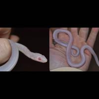 Serpente del grano - "Scaleless Snow"