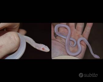 Serpente del grano - "Scaleless Snow"