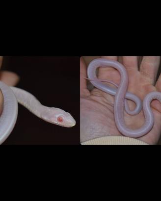 Serpente del grano - "Scaleless Snow"