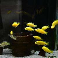 Ciclidi Malawi Labidochromis Caeruleus