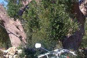 Vespa 125 del 1951 V33T allestimento MilanoTaranto