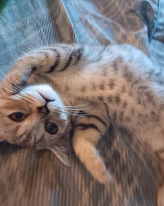 British shorthair