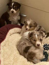 Australian Sheperd Cuccioli