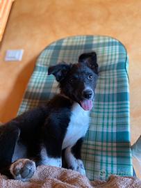 Cucciola border collie
