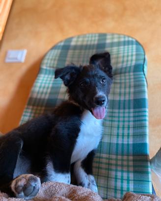 Cucciola border collie