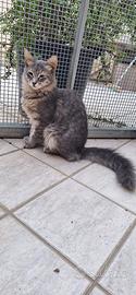 Fabiola gattina 4 mesi