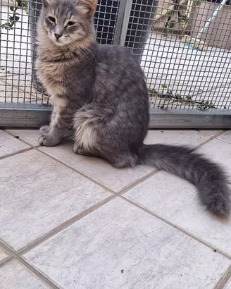Fabiola gattina 4 mesi