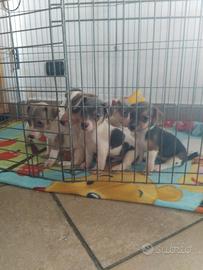 Cuccioli jack russel