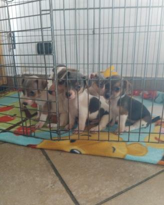 Cuccioli jack russel