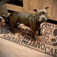 Staffordshire bull terrier disponibile per monta