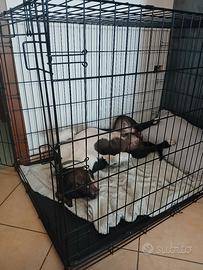 Kennel grande