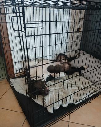 Kennel grande