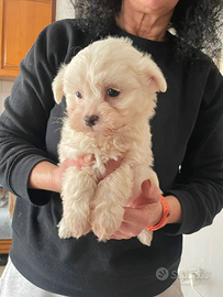 Maltipoo