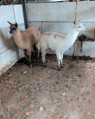Lama